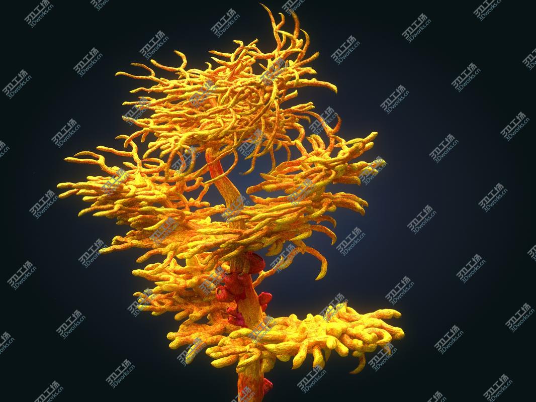 images/goods_img/202104091/3D Coral reef plants Animated Pack 10/5.jpg